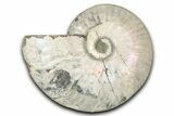 Silver Iridescent Ammonite (Cleoniceras) Fossil - Madagascar #345596-1
